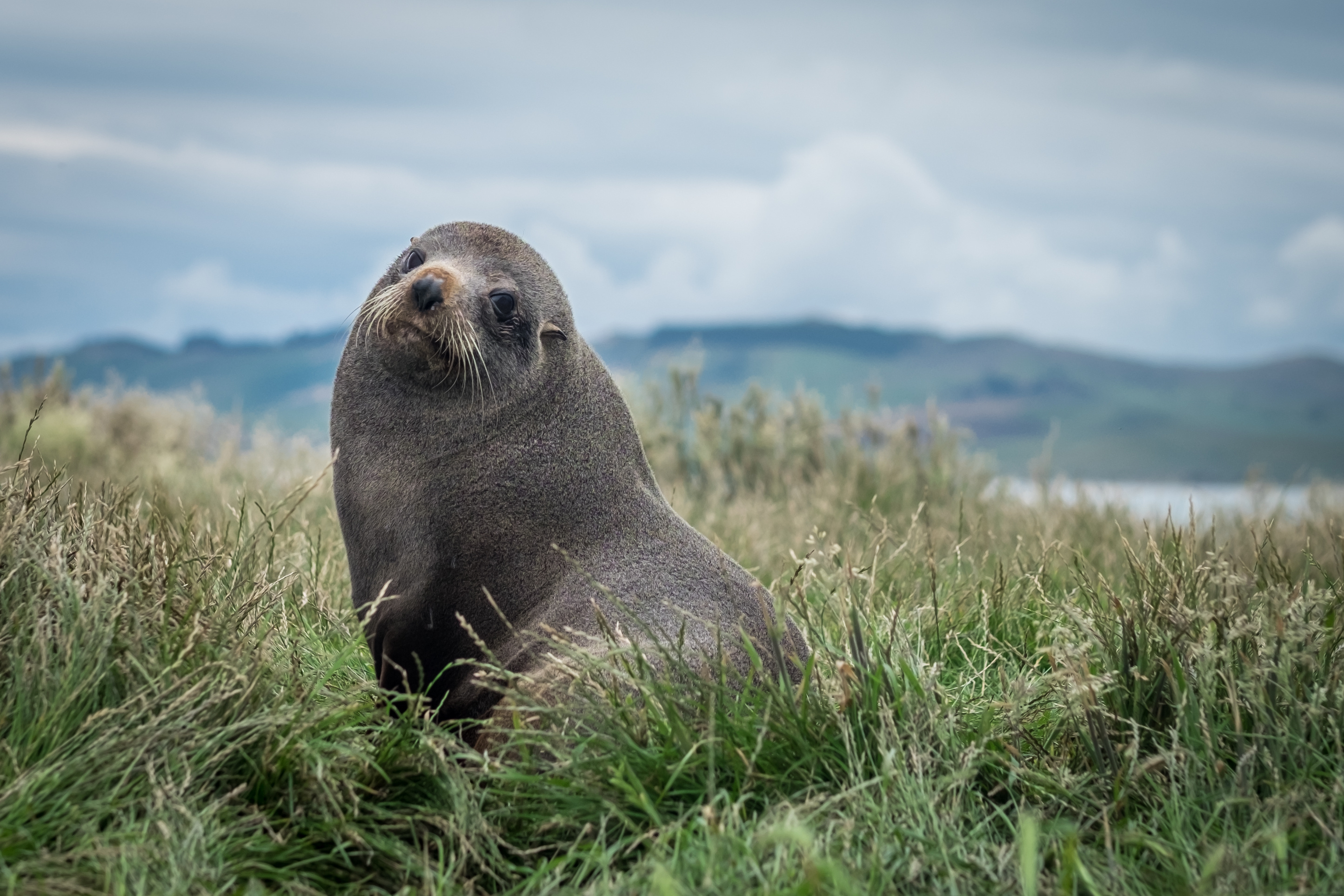 new zealand land picture