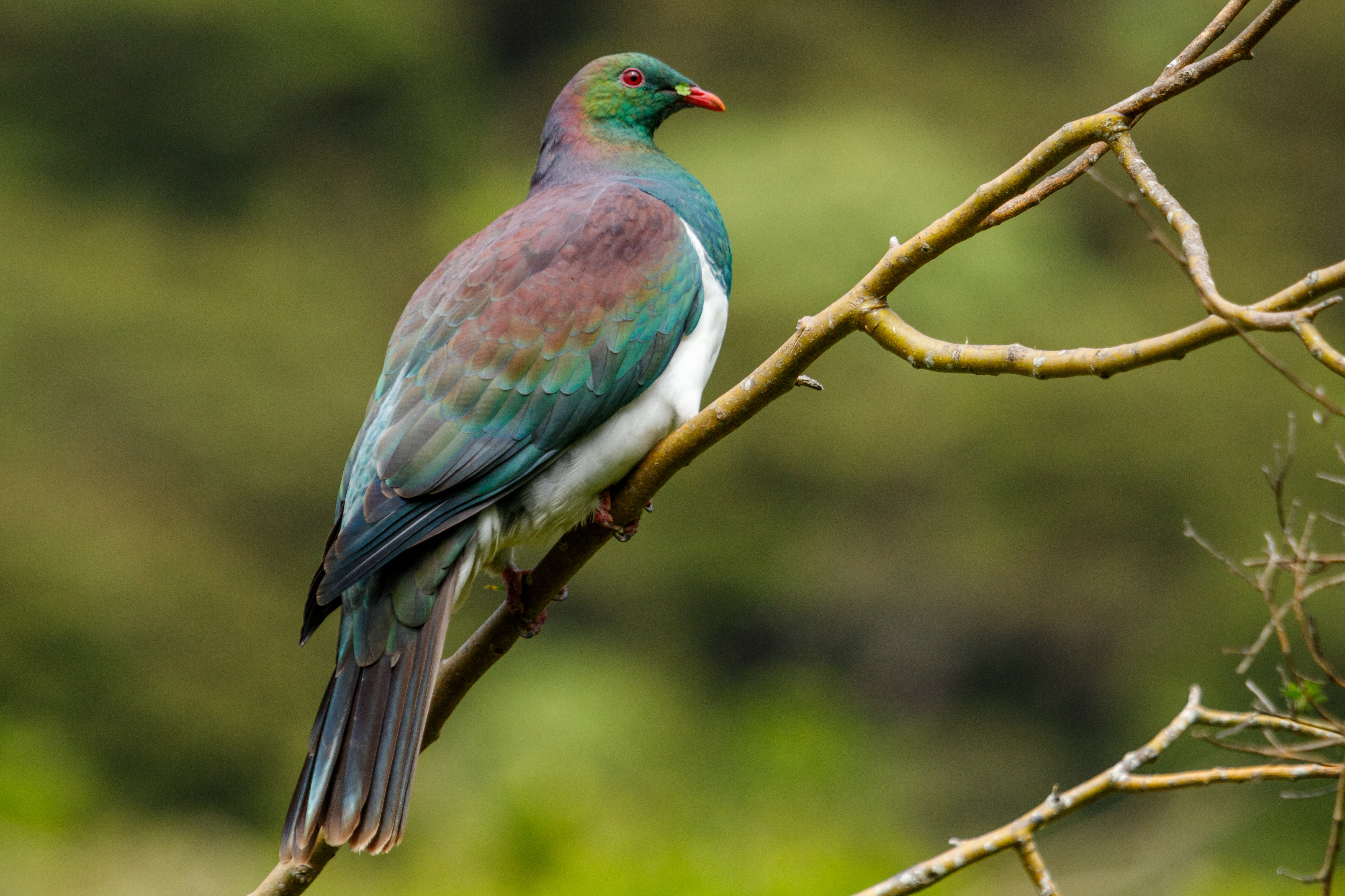 Kererū bird on top of a branch