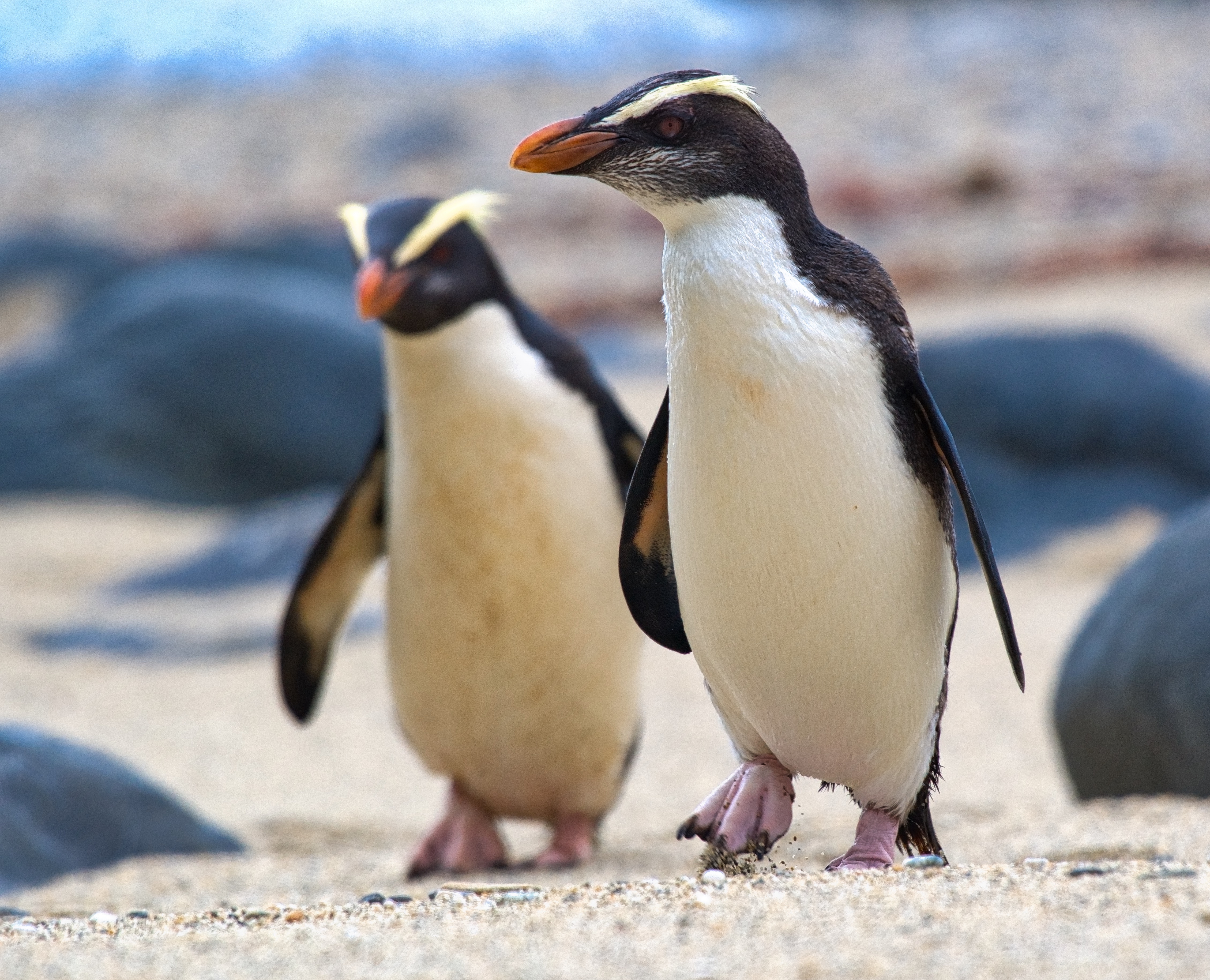 New Zealand Pinguins