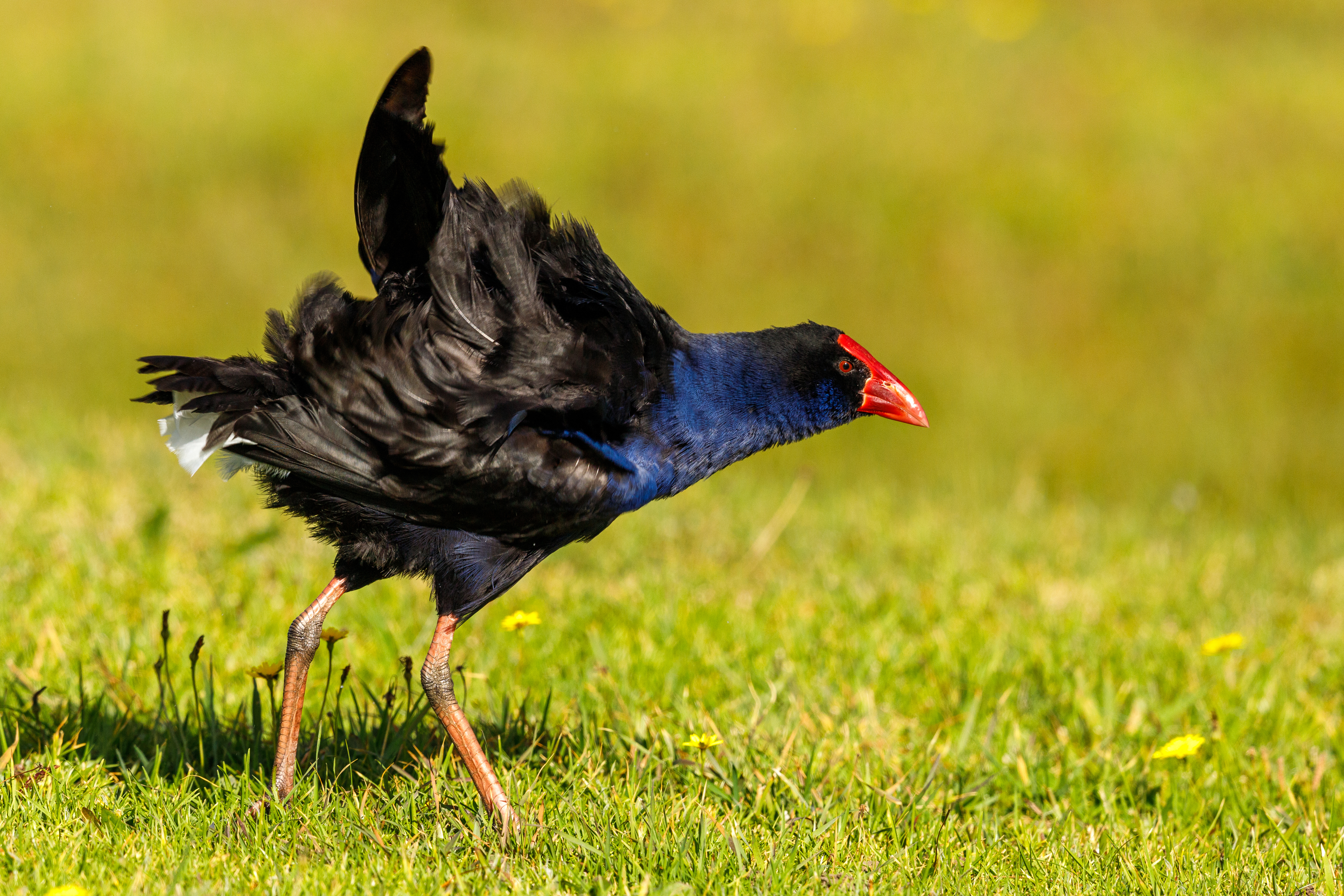 New Zealand Pukeko