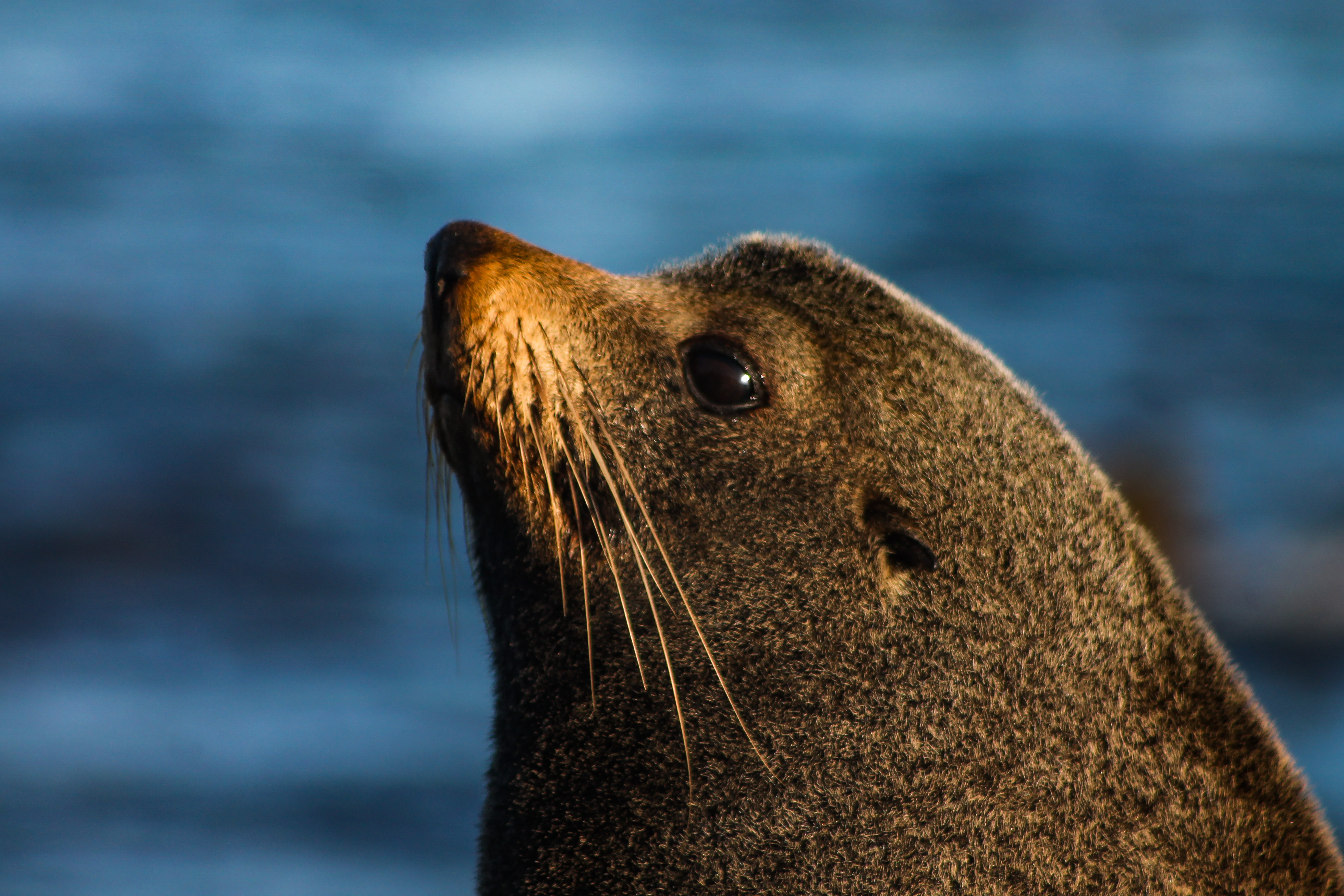 New Zealand Seal