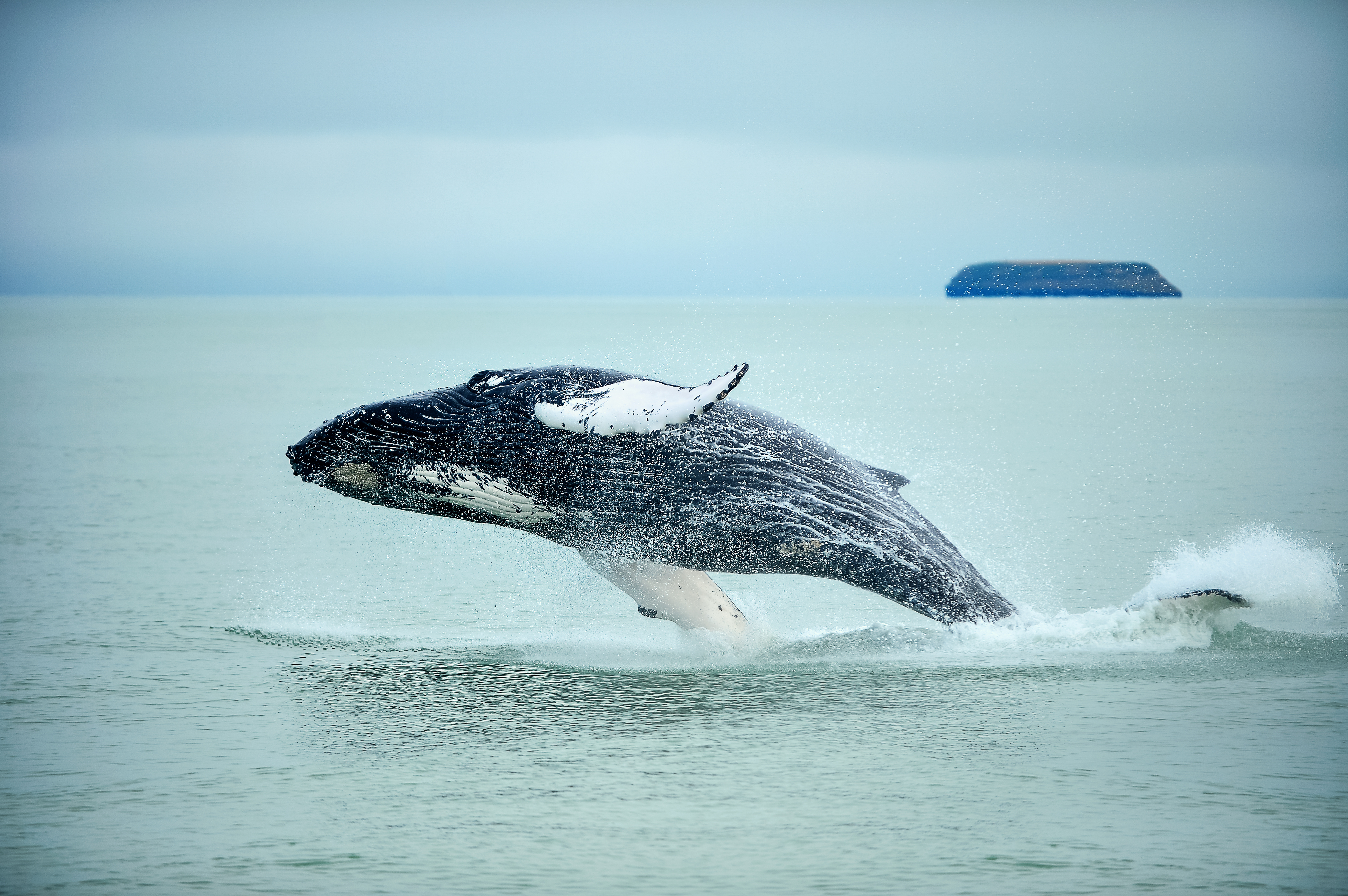 New Zealand Whale